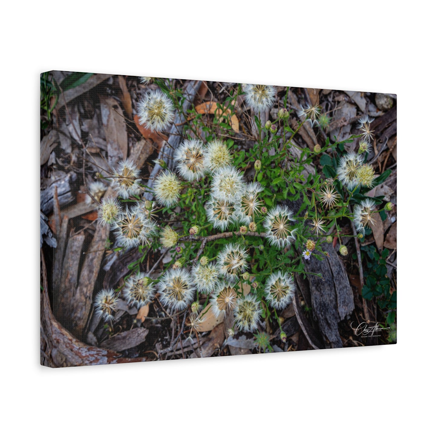 Matte Canvas, Stretched, 1.25" - Australian Wildflowers