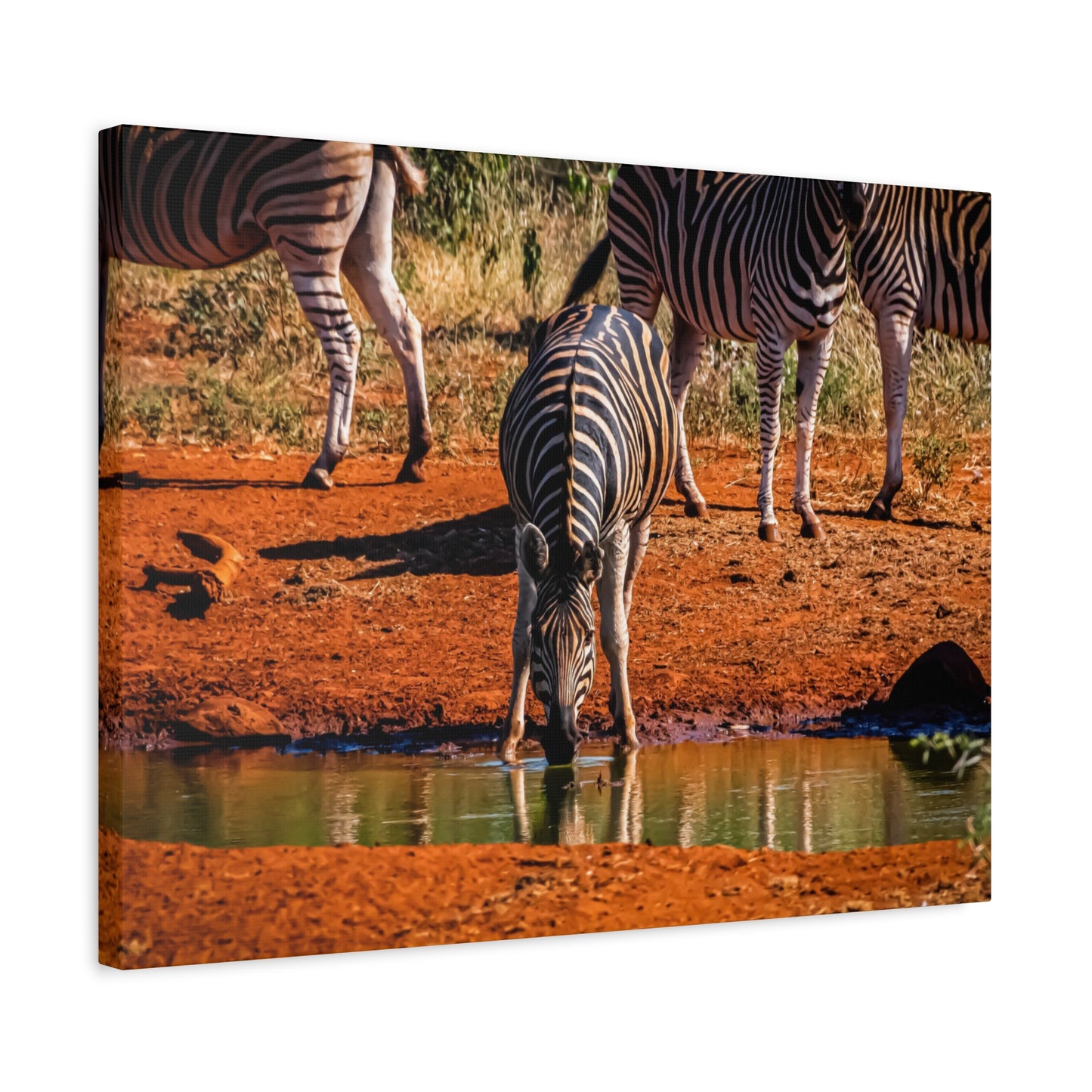 Zebra Nature Print Canvas Print