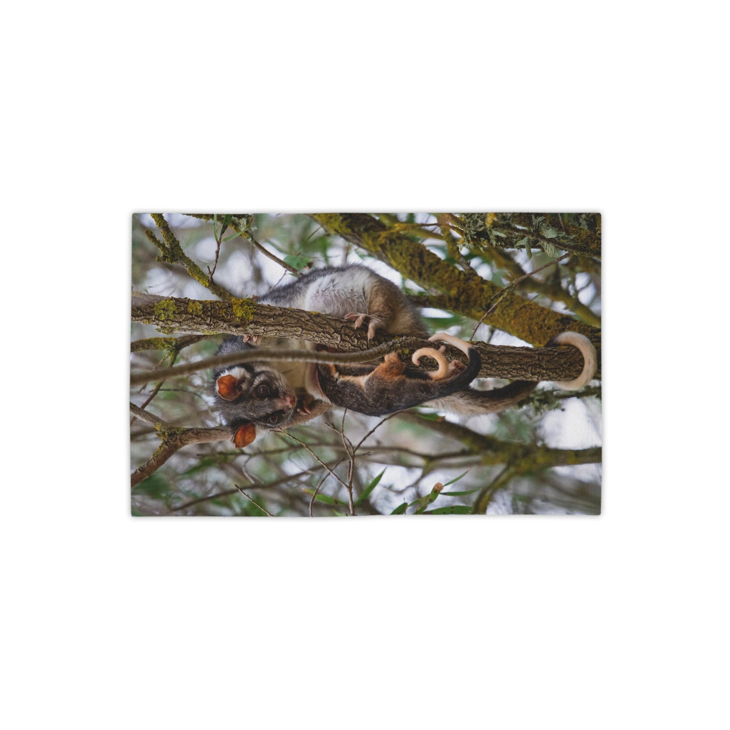 Ring-tailed Possum Beach Towels