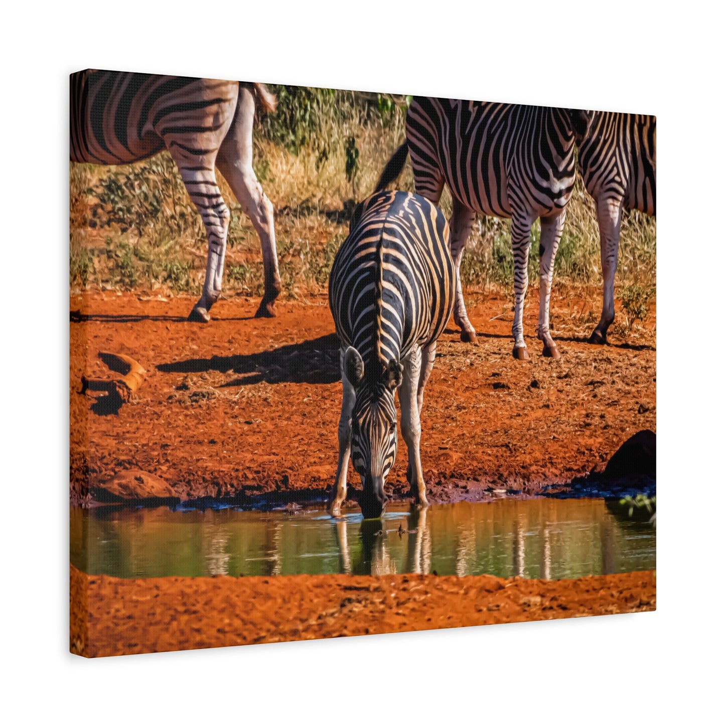 Zebra Nature Print Canvas Print