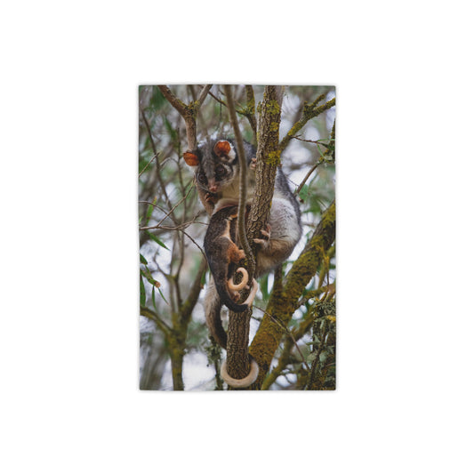Ring-tailed Possum Beach Towels 18" x 27"