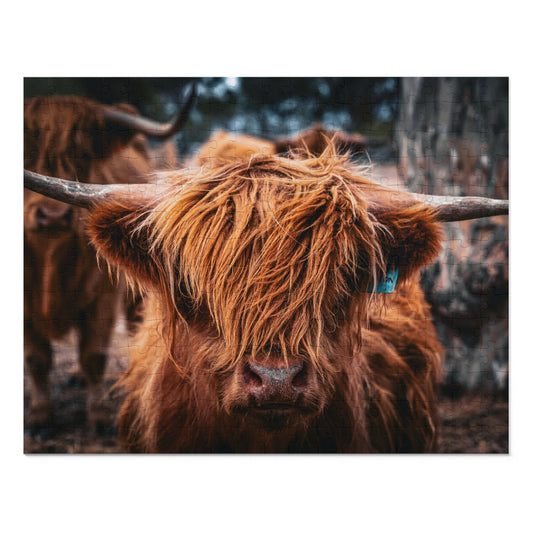 Scottish Highland Cattle Puzzle with Tin 14" × 11" (252 pcs)