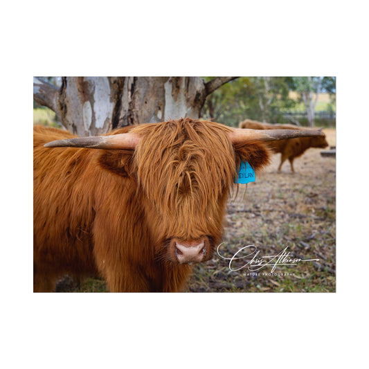 Rolled Posters - Scottish Highland Cattle 7" x 5" (Horizontal) Fine Art