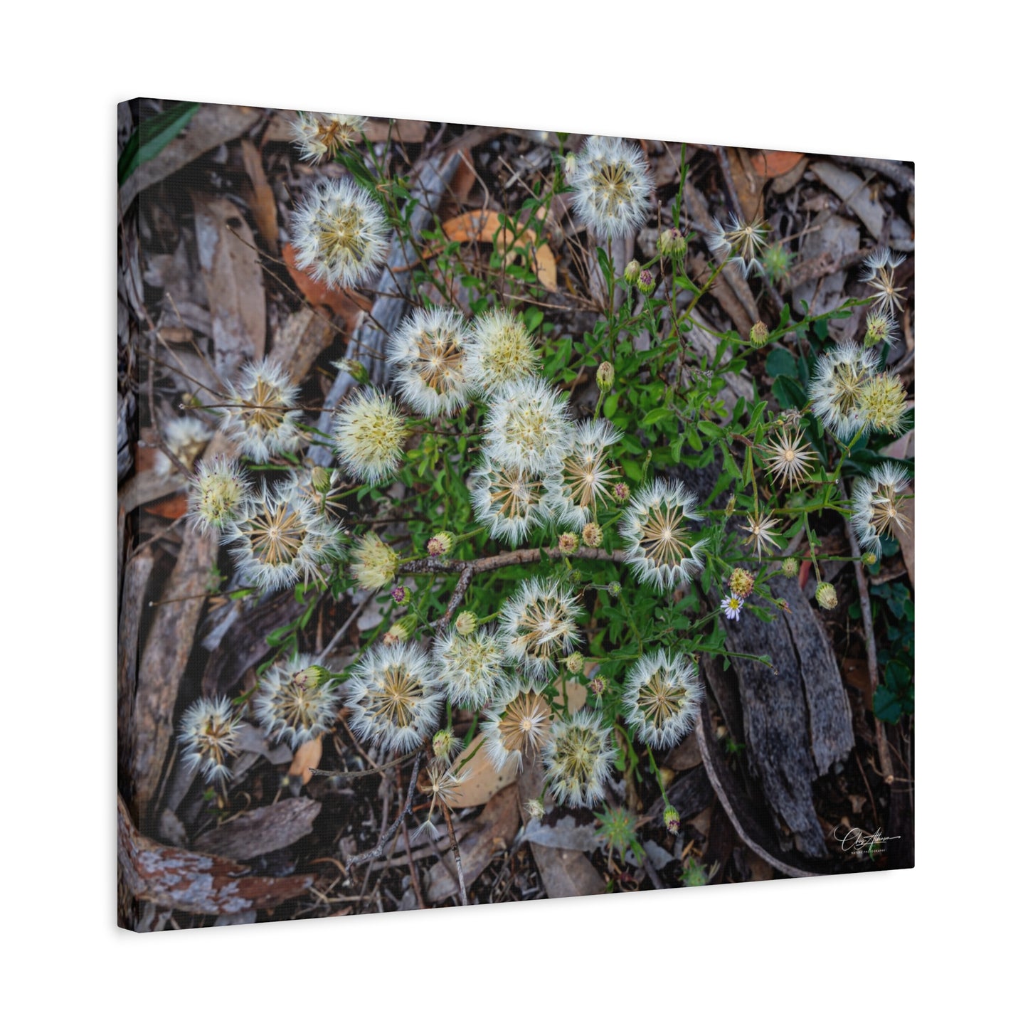Matte Canvas, Stretched, 1.25" - Australian Wildflowers
