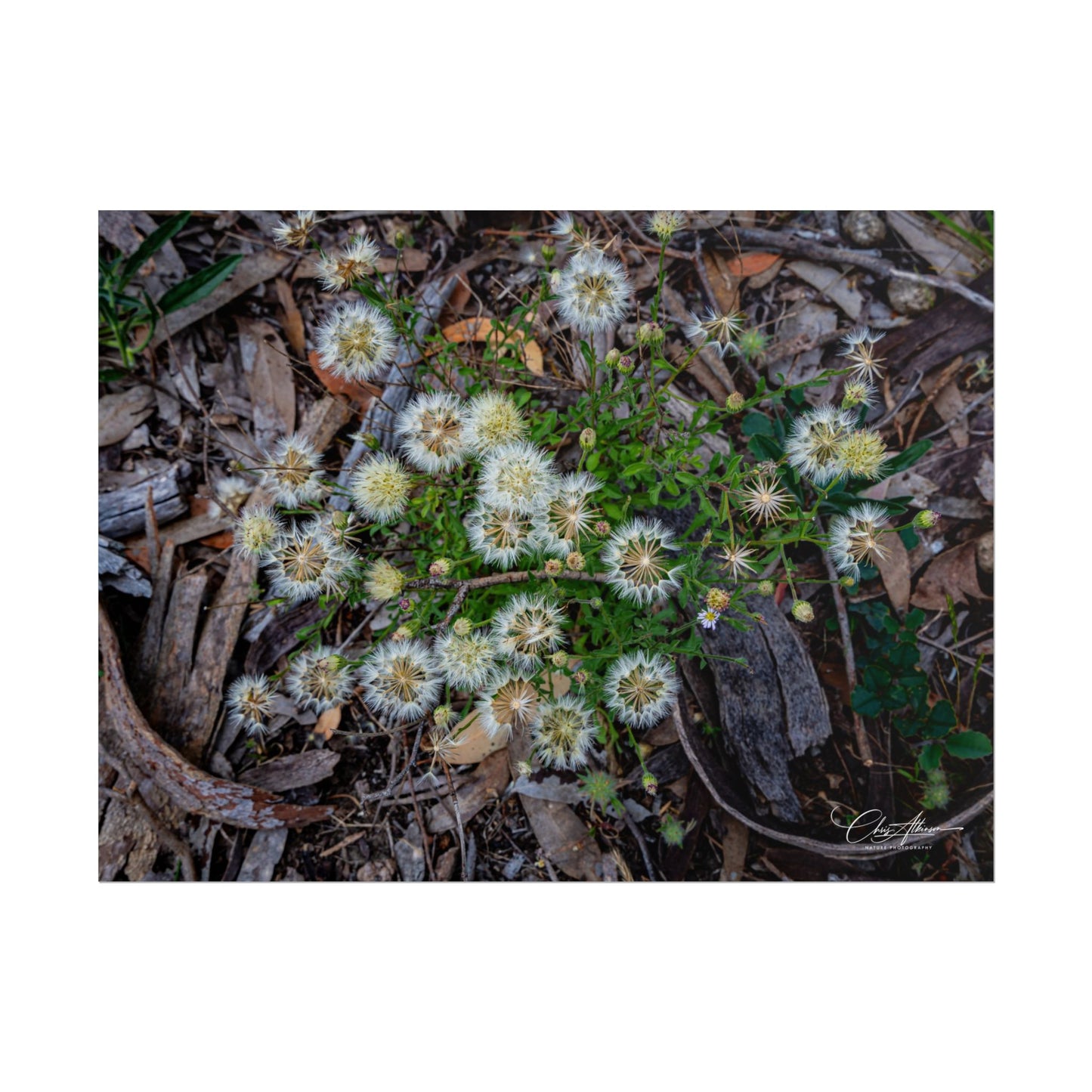 Rolled Posters - Australian Wildflowers