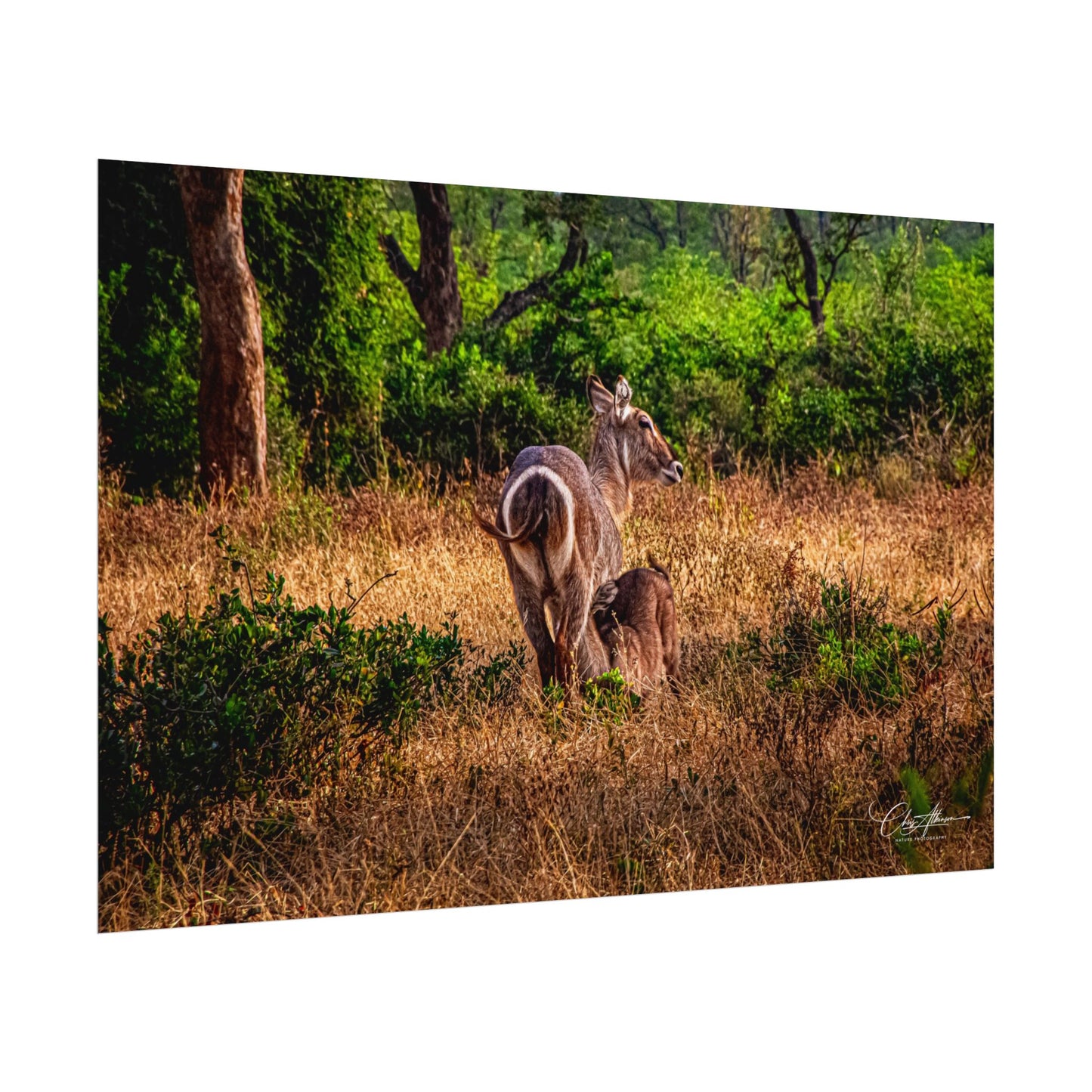 Waterbuck Baby Animal Posters