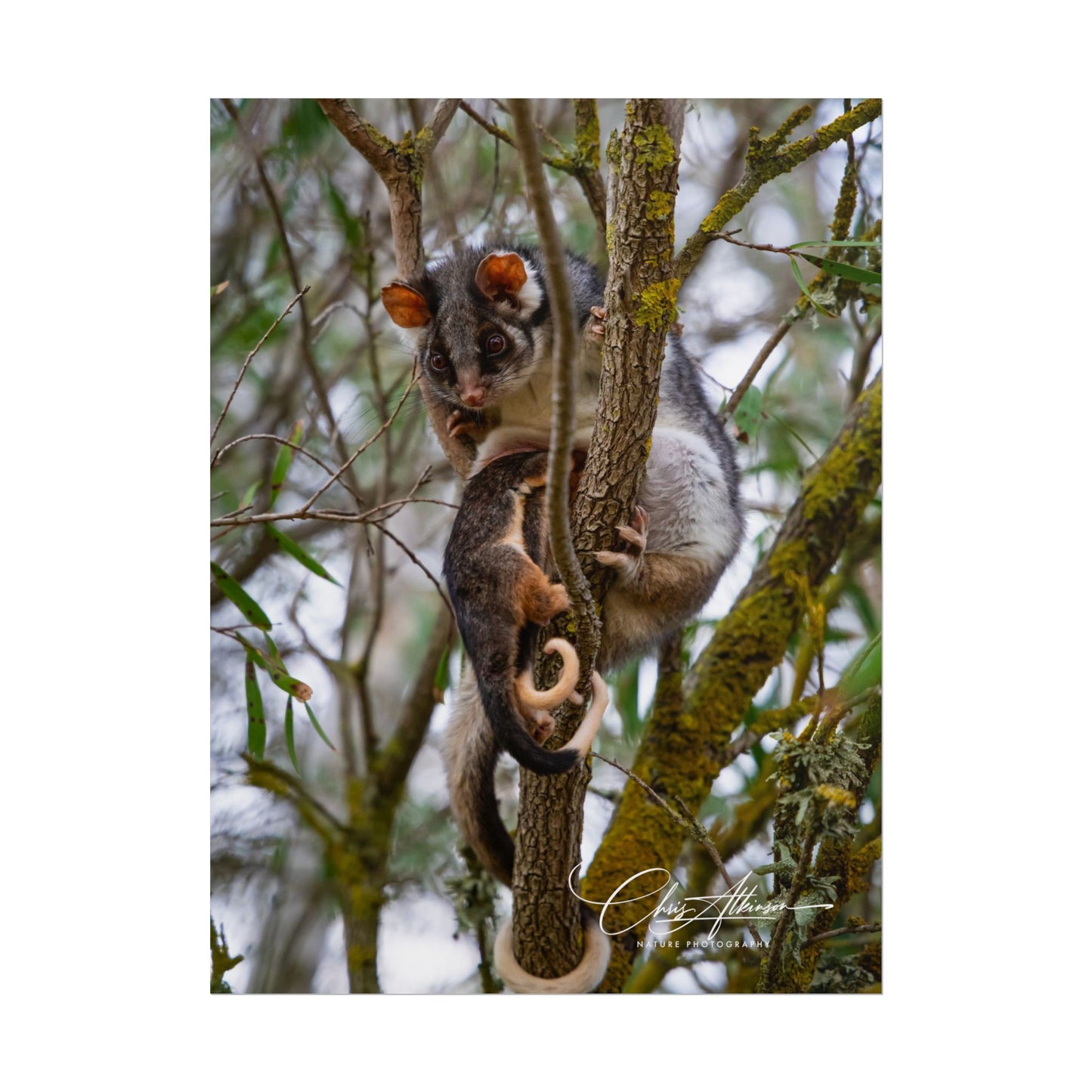 Rolled Posters - Possum and Joey 6" x 8" (Vertical) Matte