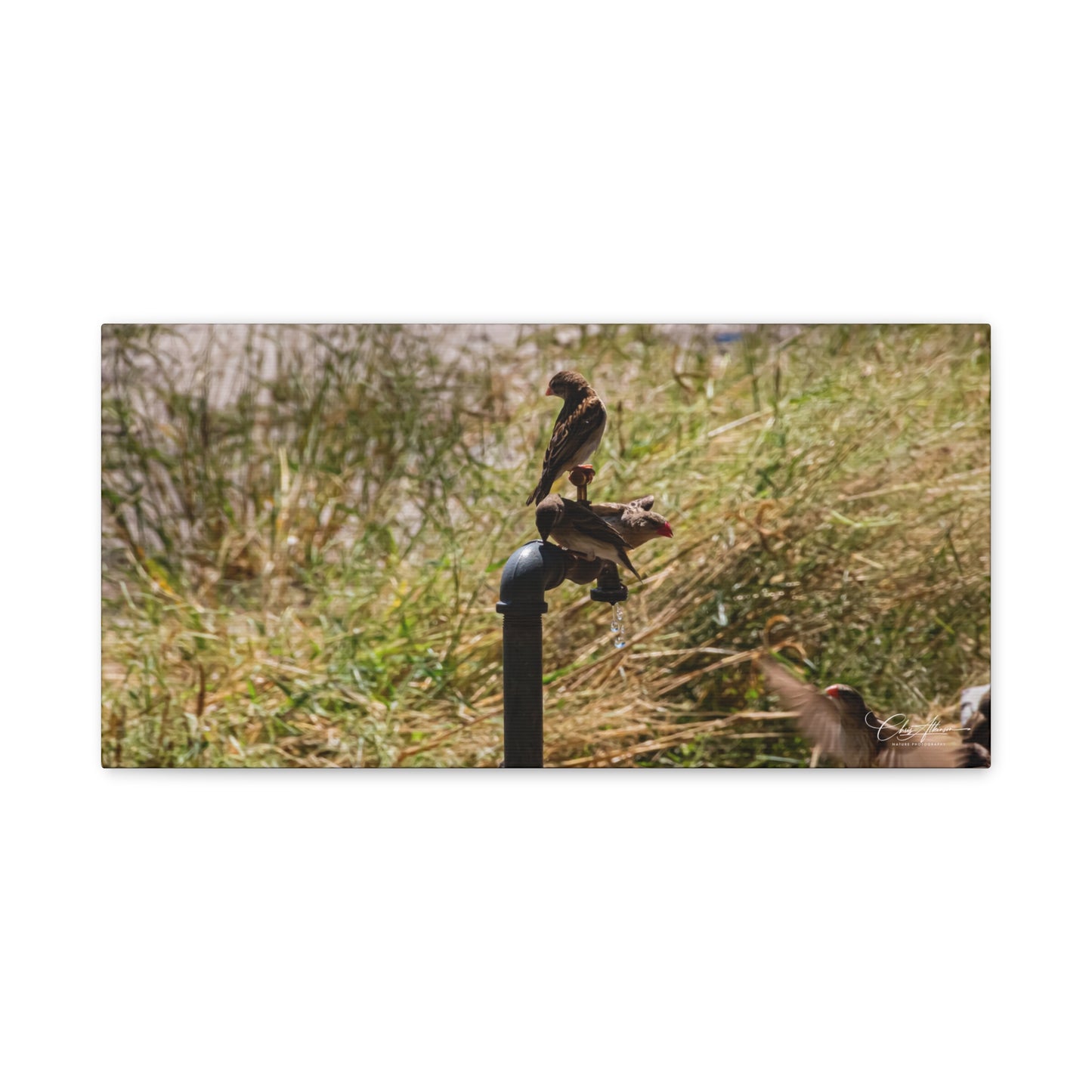 Matte Canvas, Stretched, 1.25" - Birds and Dripping Tap 20" x 10" (Horizontal) 1.25"