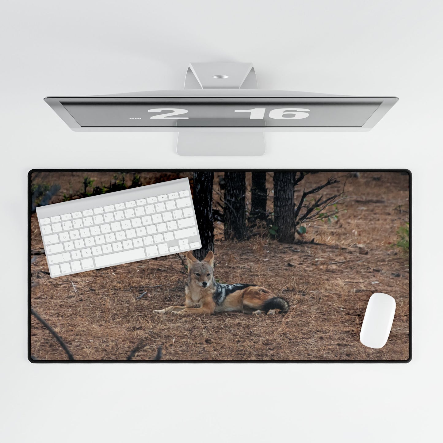 Black-Backed Jackal Desk Mat