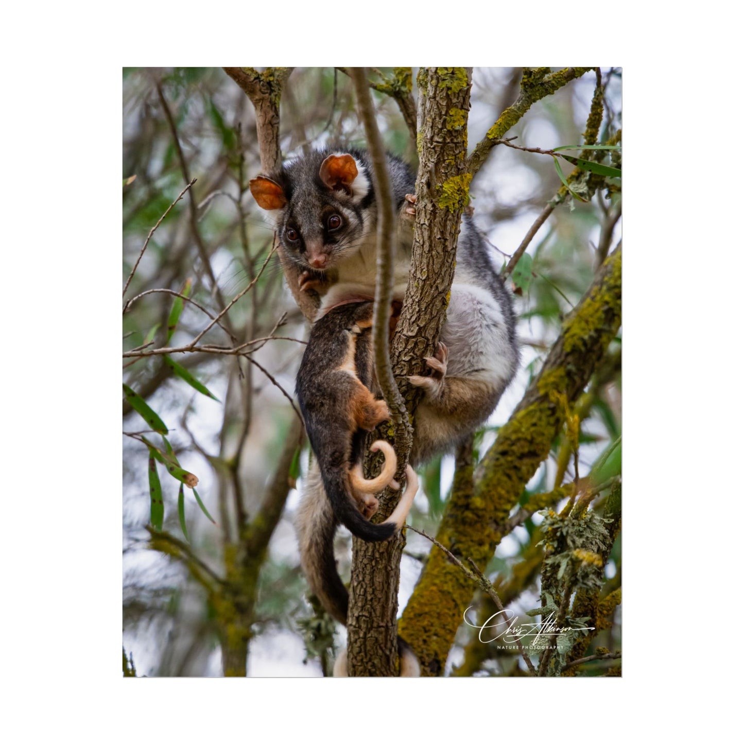 Rolled Posters - Possum and Joey 9″ x 11″ (Vertical) Semi Glossy