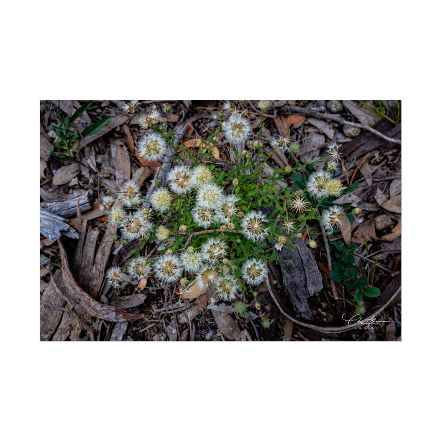 Rolled Posters - Australian Wildflowers