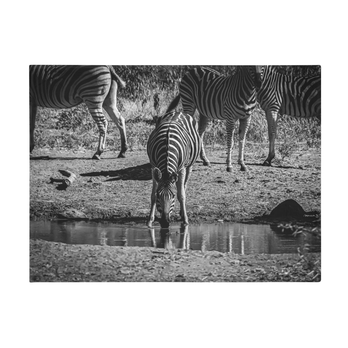 Zebra Fleece Blanket B&W 60" × 80"