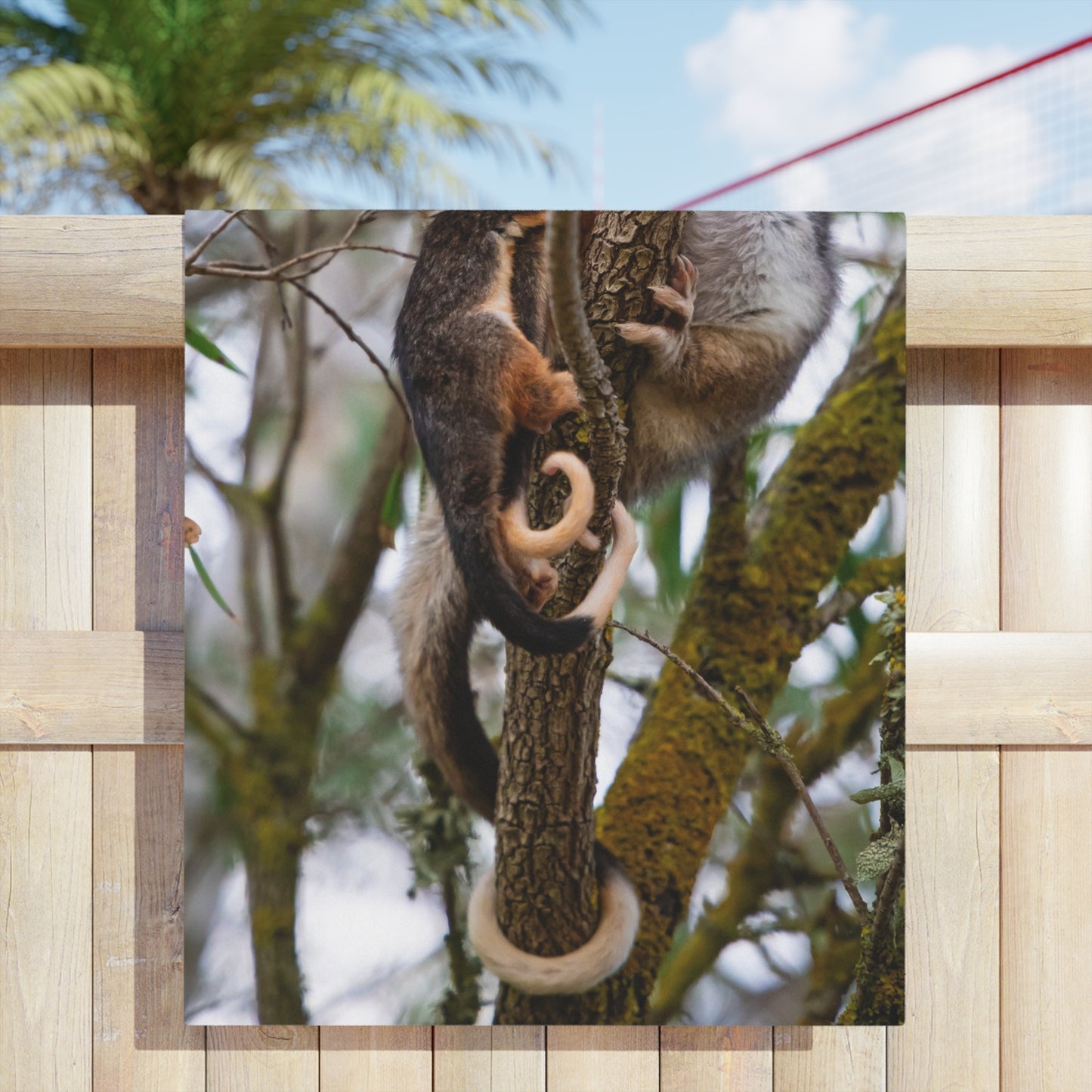 Ring-tailed Possum Beach Towels