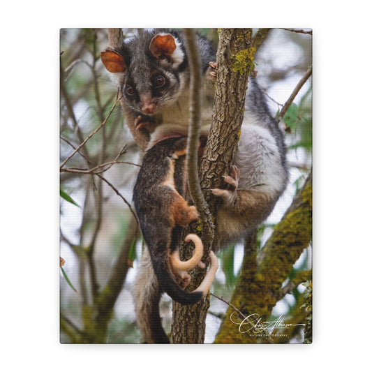 Matte Canvas, Stretched, 1.25" - Possum and Joeys 8" x 10" (Vertical) 1.25"
