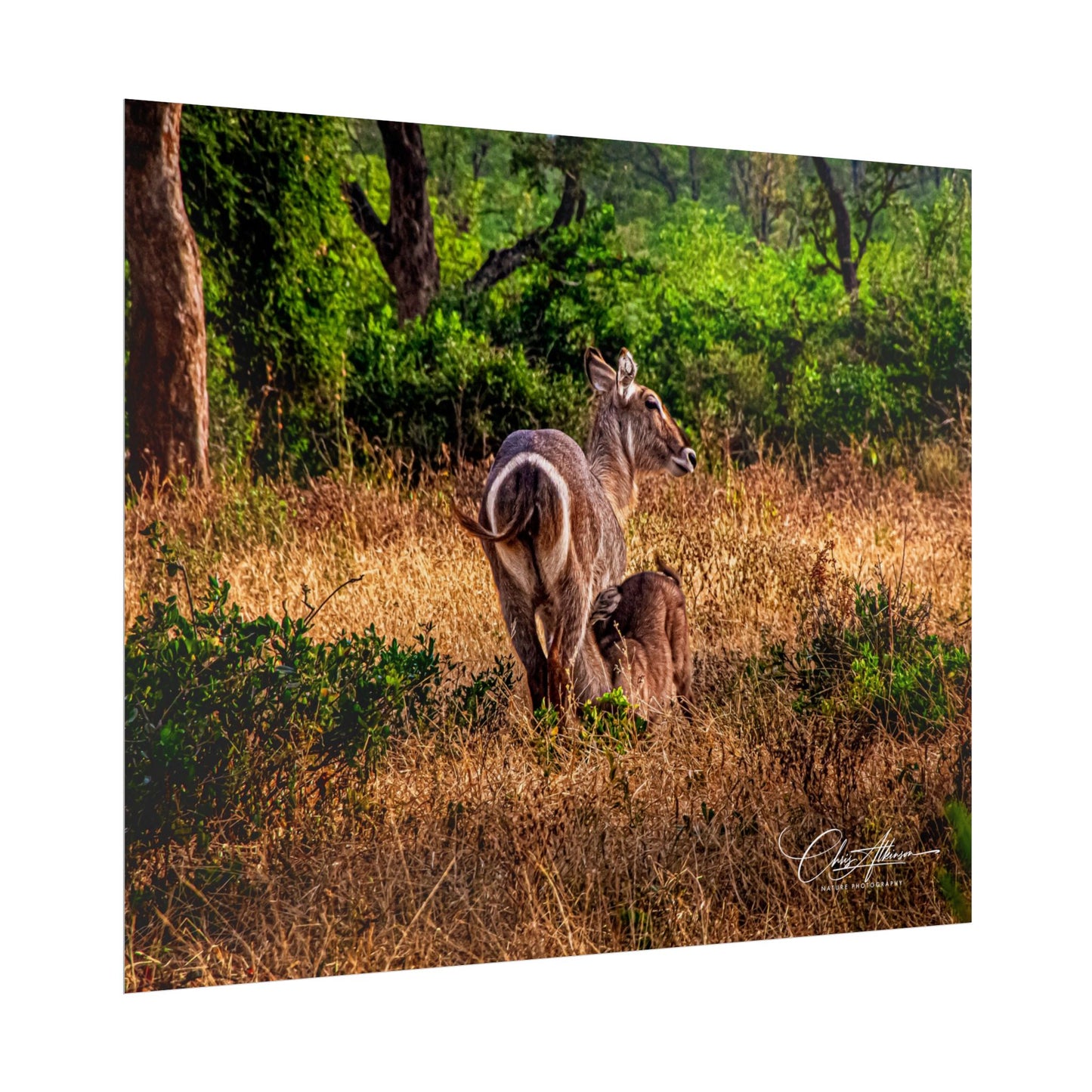 Waterbuck Baby Animal Posters