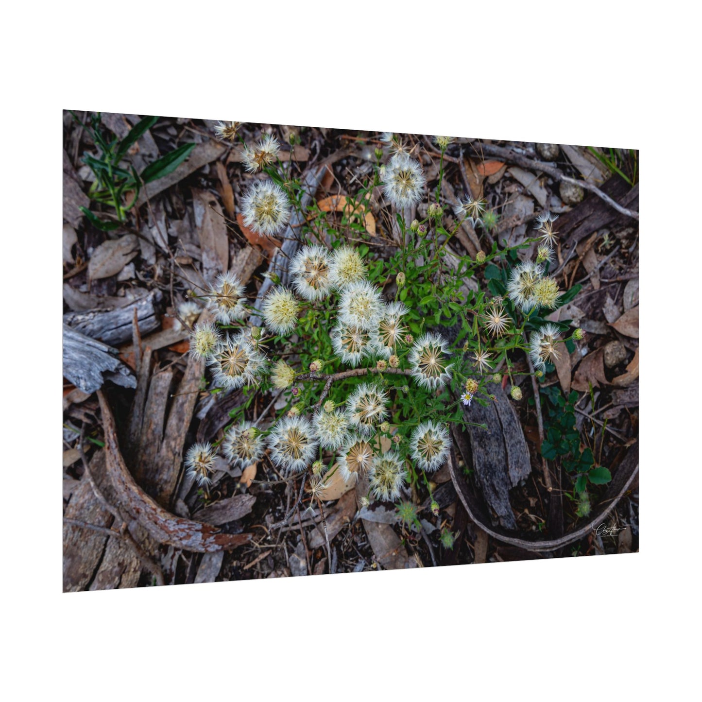 Rolled Posters - Australian Wildflowers