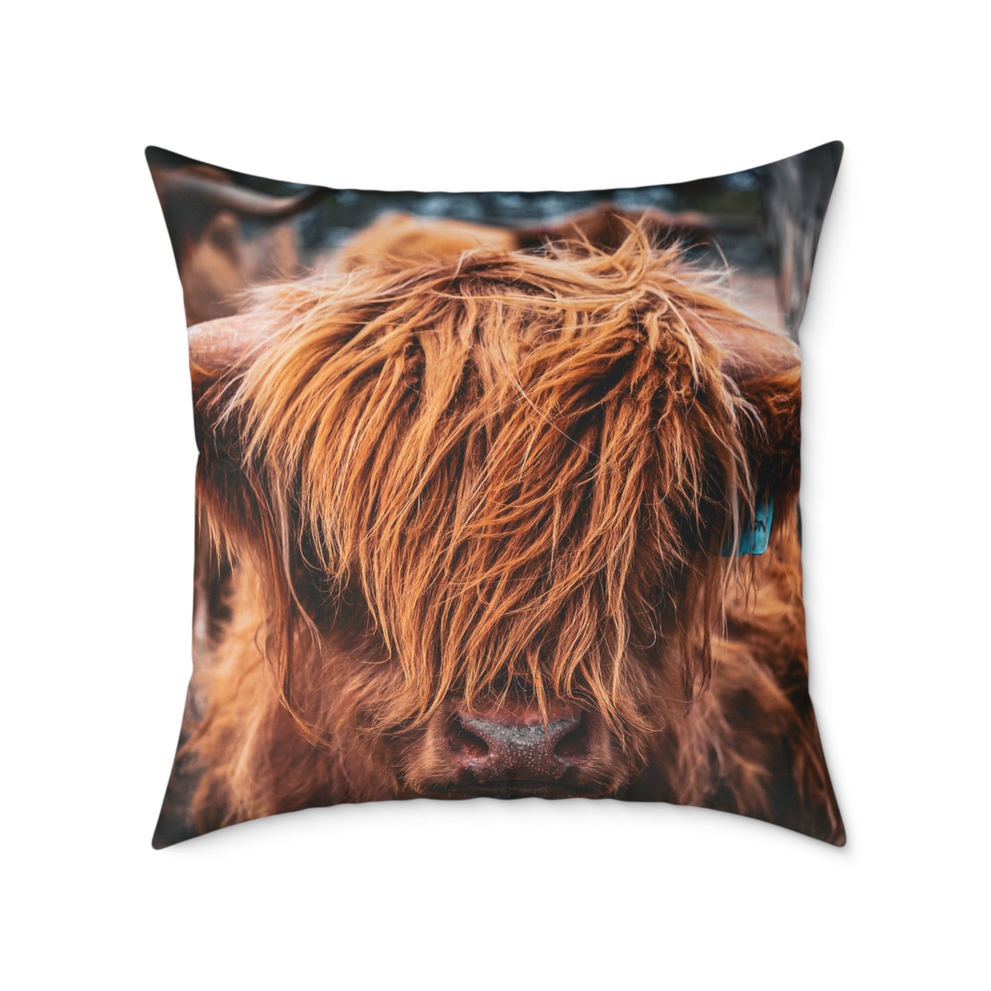 Highland Cattle Pillow 26" × 26"
