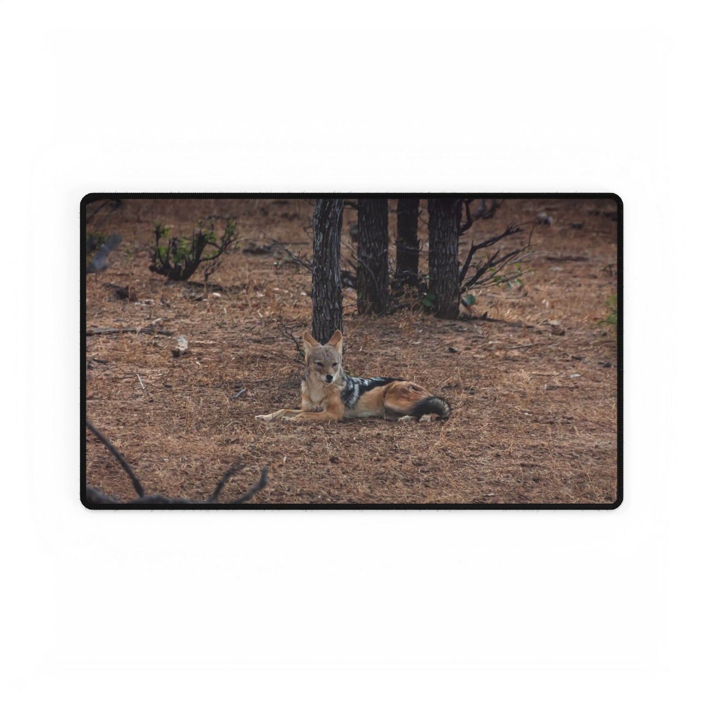 Black-Backed Jackal Desk Mat