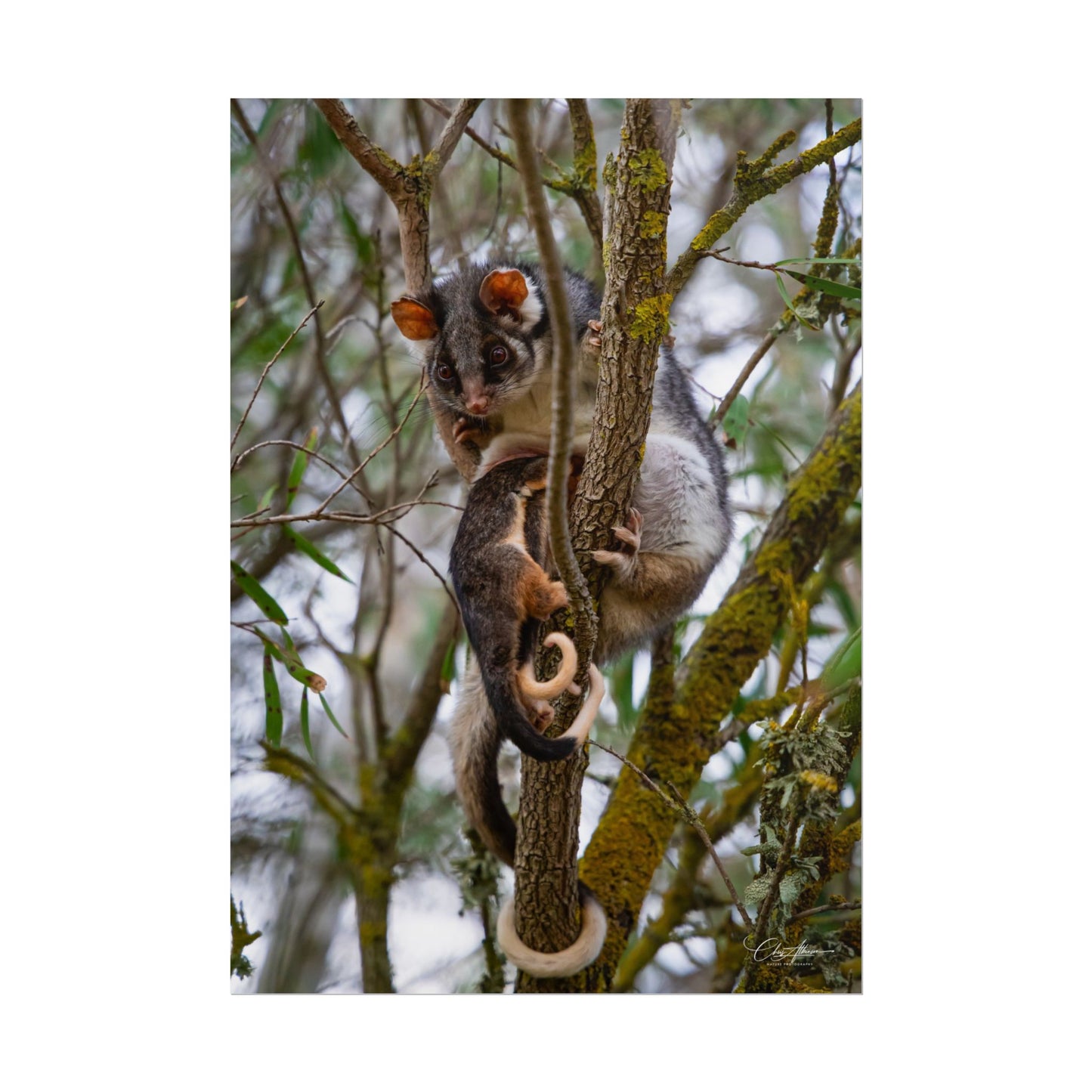 Rolled Posters - Possum and Joey 16.5" x 23.4" (Vertical) Matte