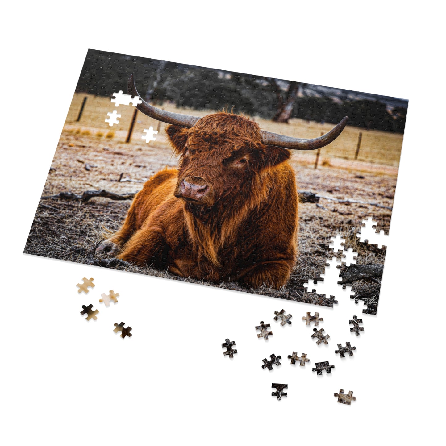 Scottish Highland Cattle Puzzle with Tin