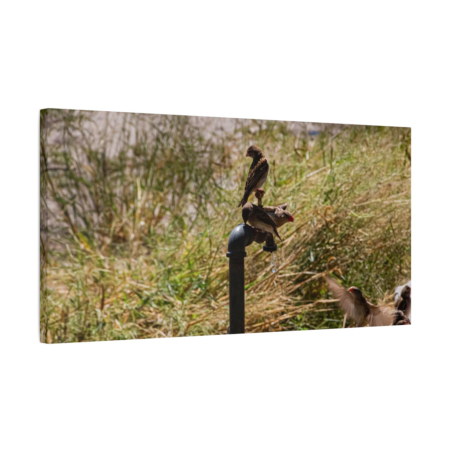 Matte Canvas, Stretched, 1.25" - Birds and Dripping Tap 30" x 15" (Horizontal) 1.25"