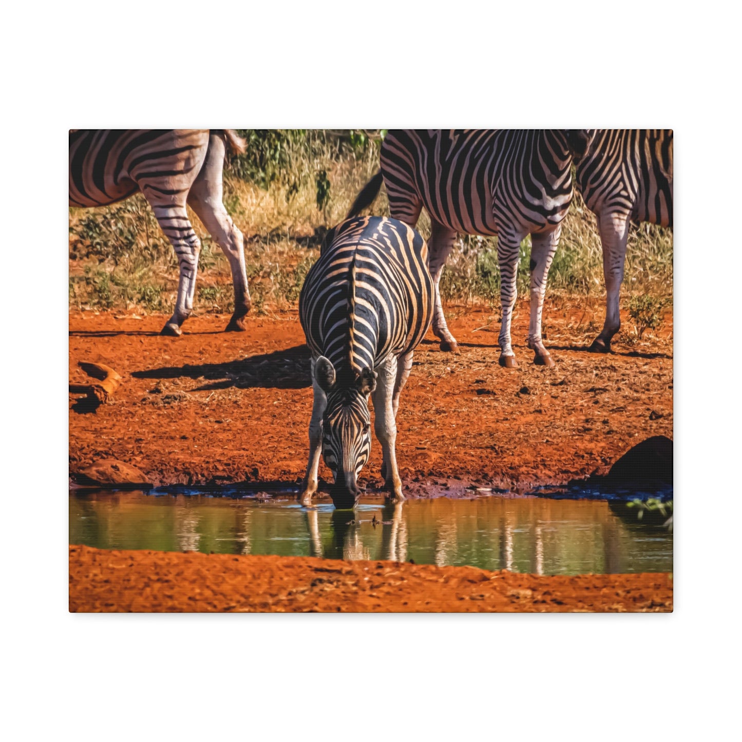 Zebra Nature Print Canvas Print 20″ x 16″ (Horizontal) 1.25"