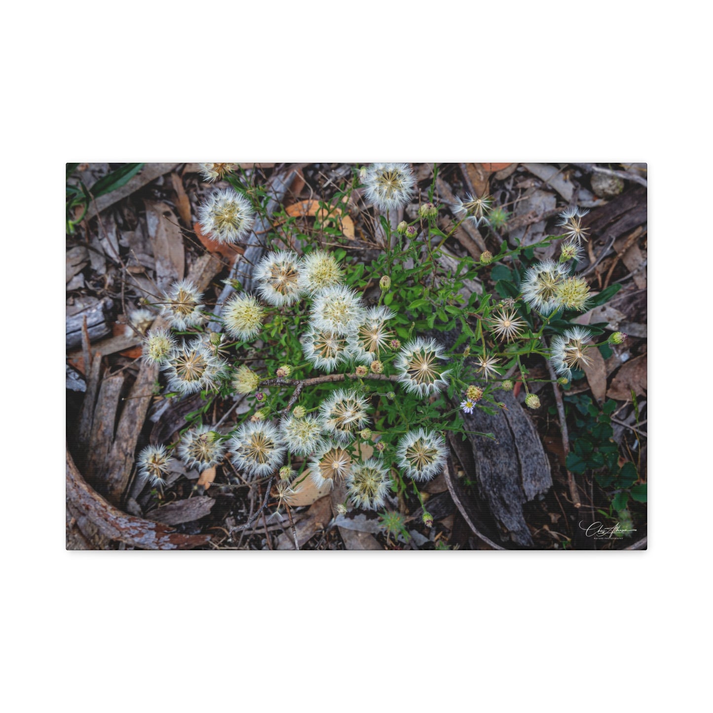 Matte Canvas, Stretched, 1.25" - Australian Wildflowers 24″ x 16″ (Horizontal) 1.25"