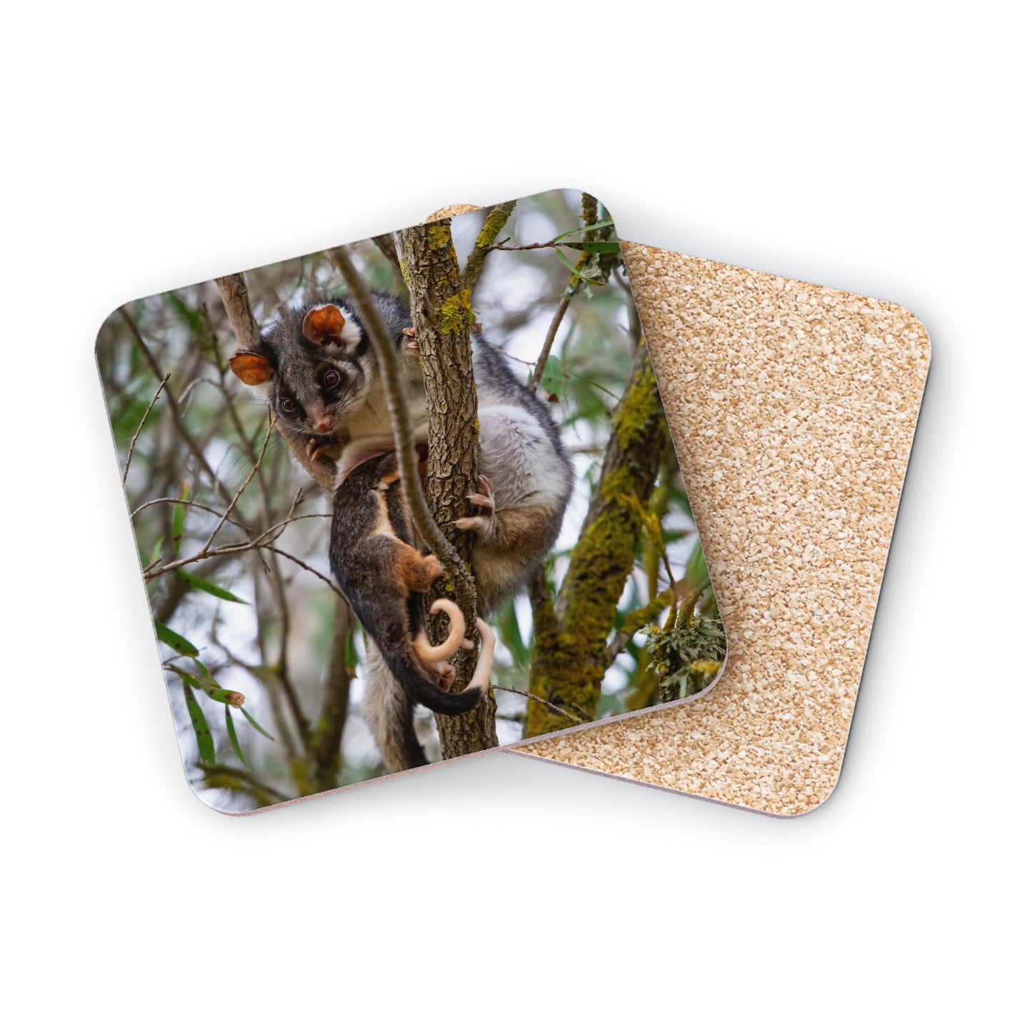 Ring-Tailed Possum Coasters Square 3.7" x 3.7" 1pc