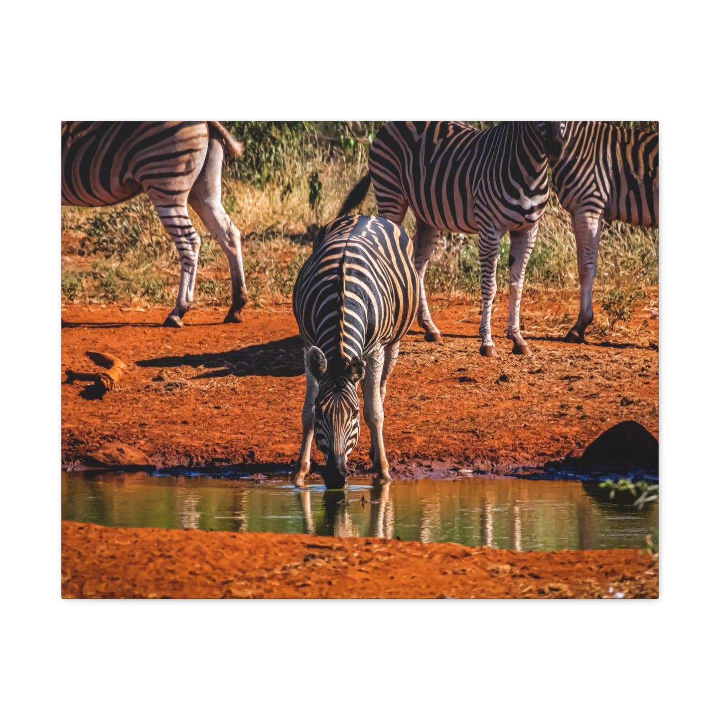 Zebra Nature Print Canvas Print 30" x 24" (Horizontal) 1.25"