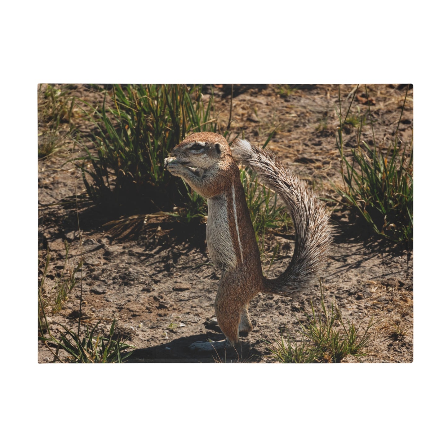 Ground Squirrel Printed Blanket 60" × 80"