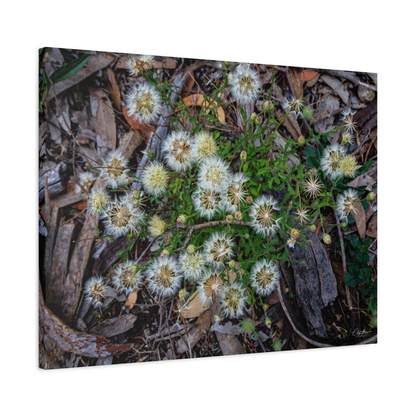 Matte Canvas, Stretched, 1.25" - Australian Wildflowers