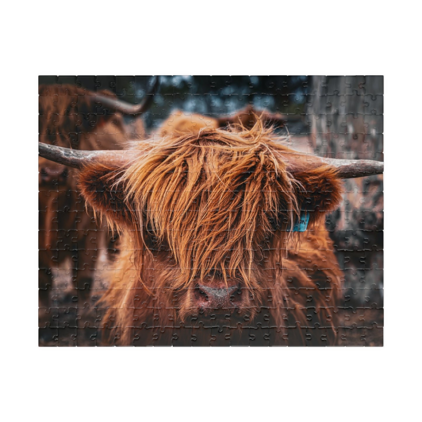 Scottish Highland Cattle Puzzle 252 pcs (Horizontal)