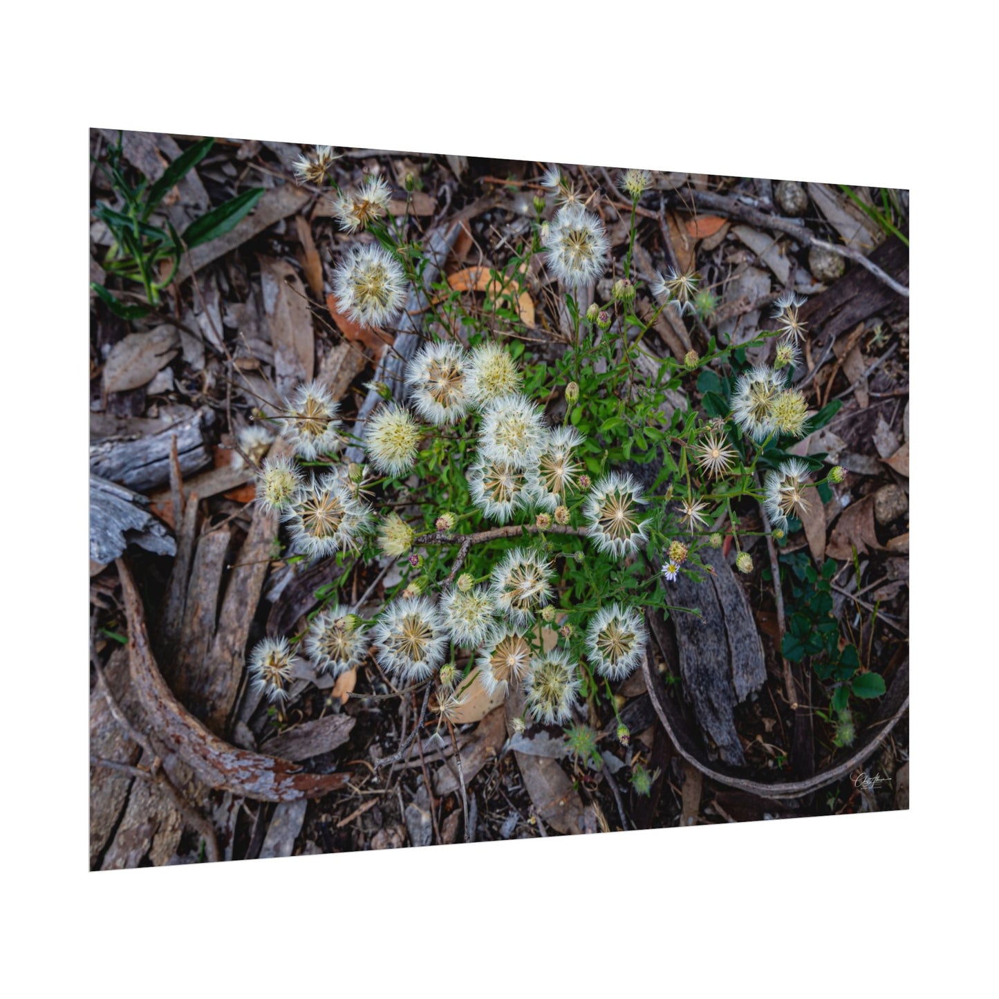 Rolled Posters - Australian Wildflowers