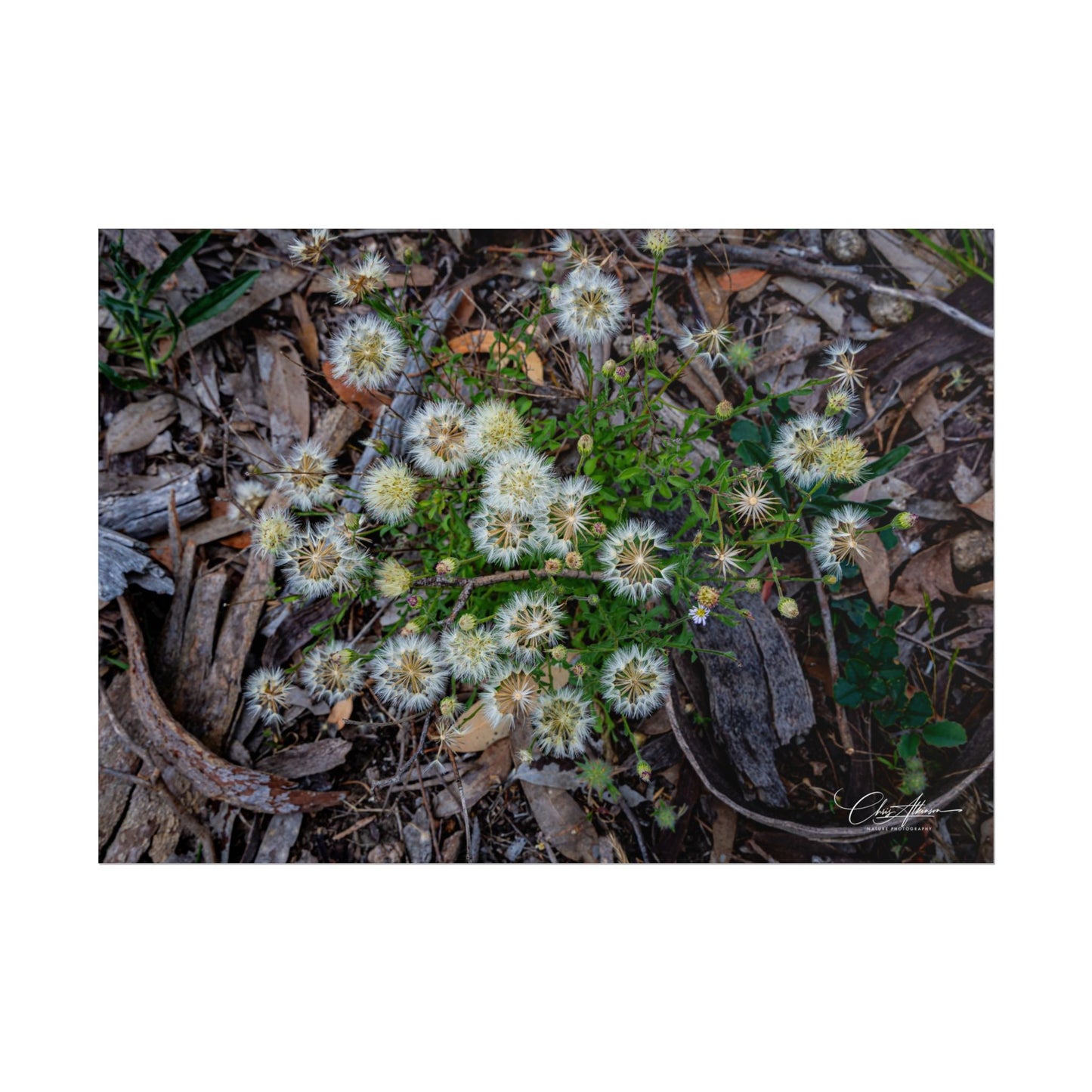 Rolled Posters - Australian Wildflowers