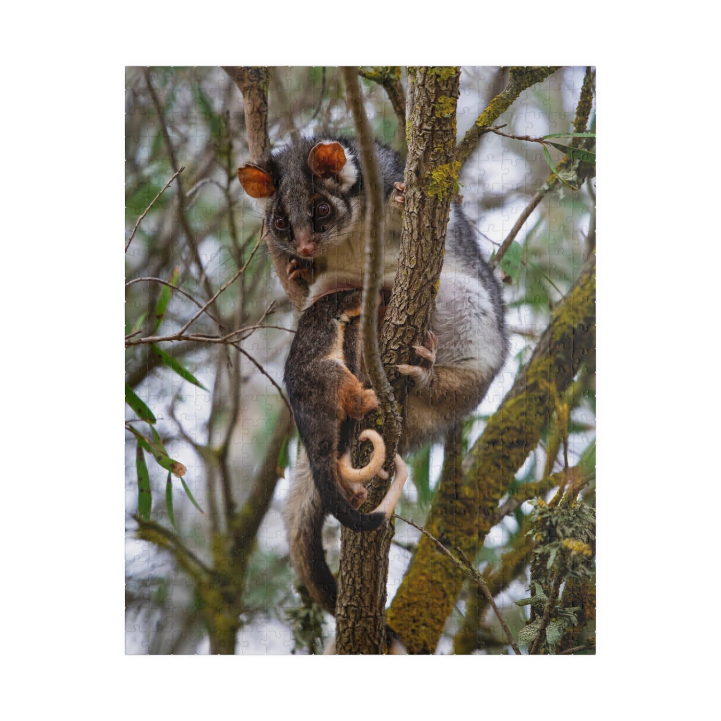 Puzzle (110, 252, 520, 1014-piece) - Possum and Joeys 520 pcs (Vertical)