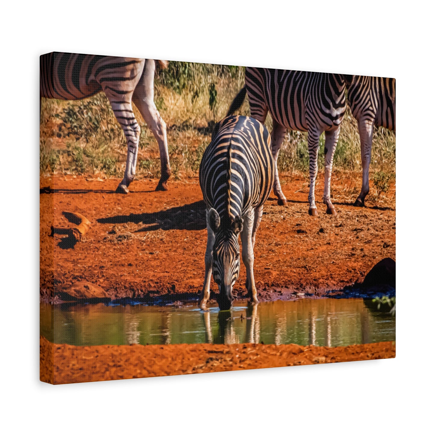 Zebra Nature Print Canvas Print
