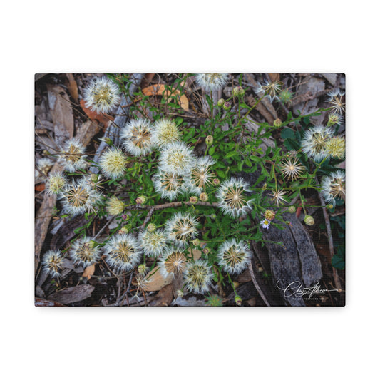 Matte Canvas, Stretched, 1.25" - Australian Wildflowers 12" x 9" (Horizontal) 1.25"