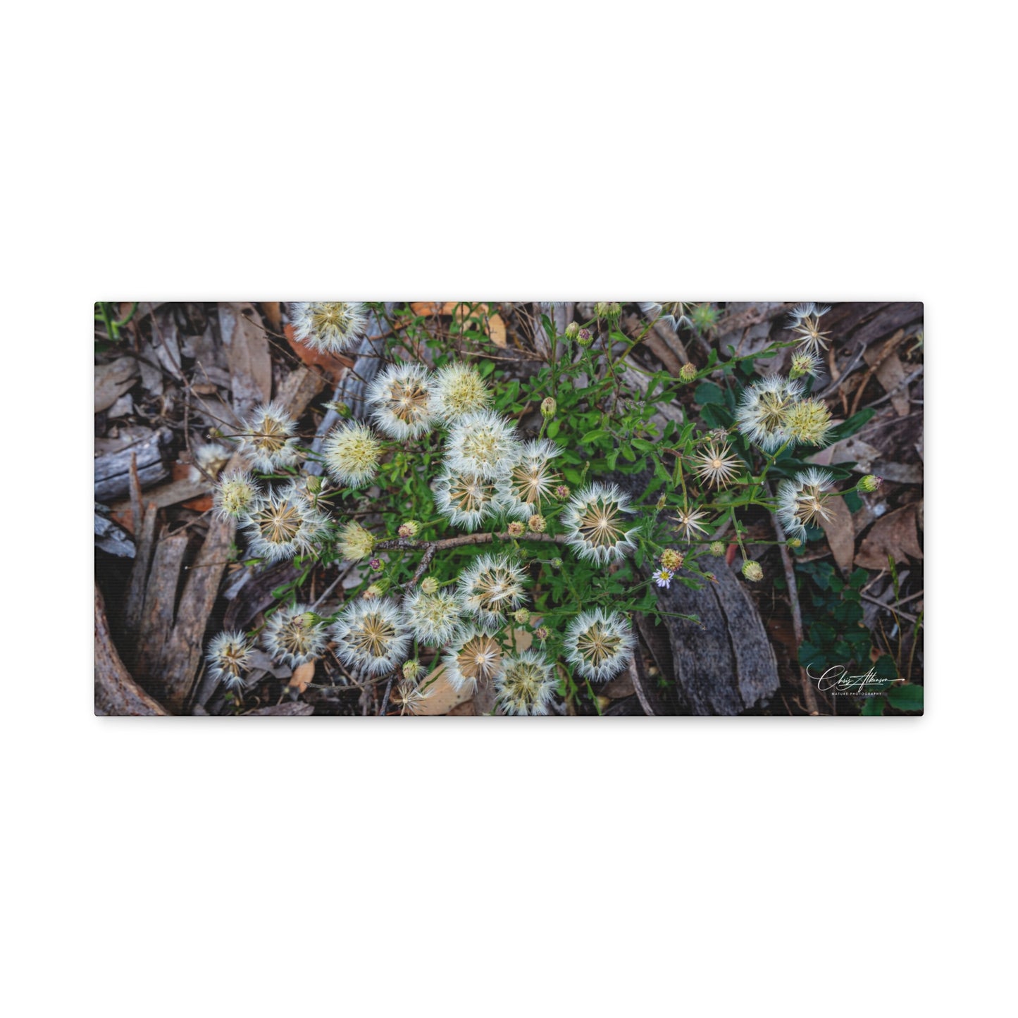Matte Canvas, Stretched, 1.25" - Australian Wildflowers 20" x 10" (Horizontal) 1.25"