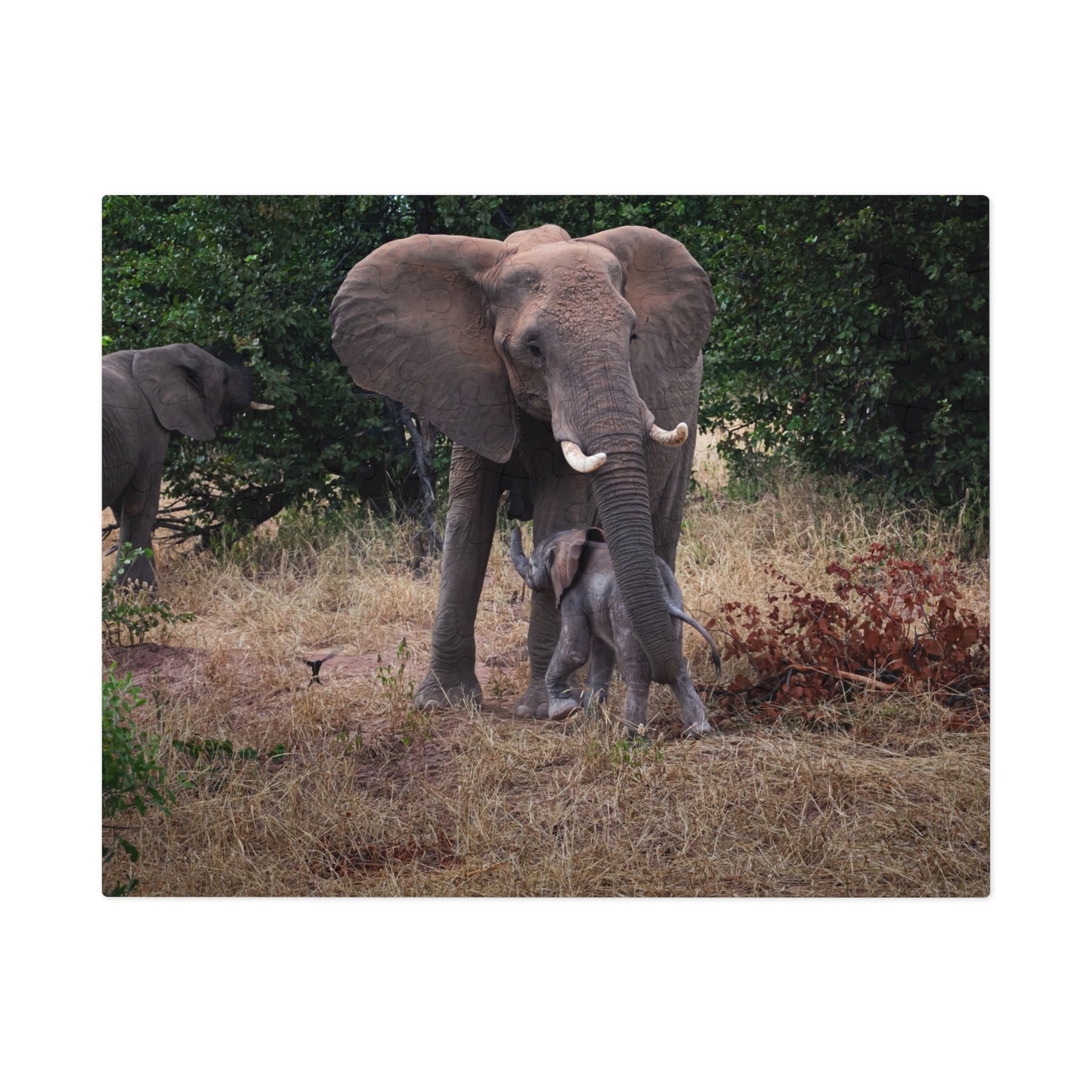 Jigsaw Puzzle (30, 110, 252, 500, 1000 Piece) - Elephant and Calf 10" × 8" (110 pcs)