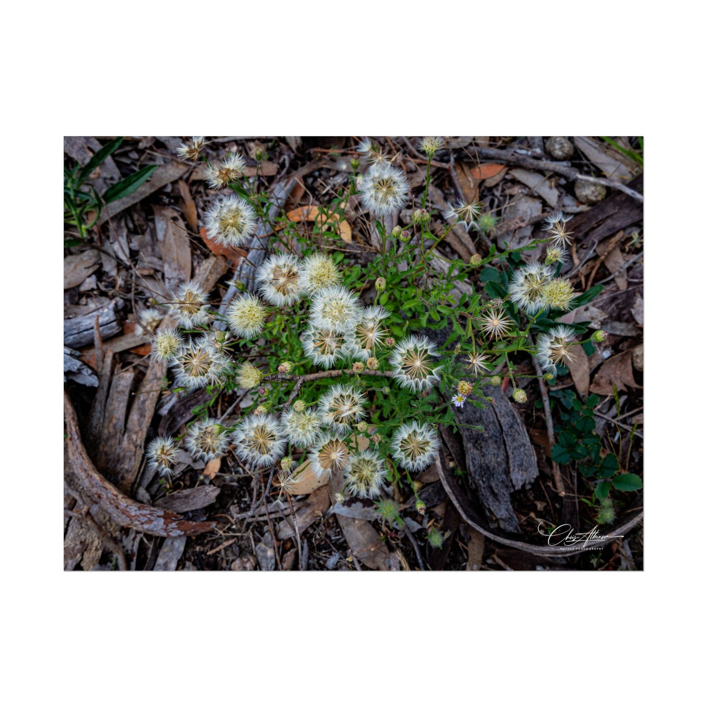 Rolled Posters - Australian Wildflowers