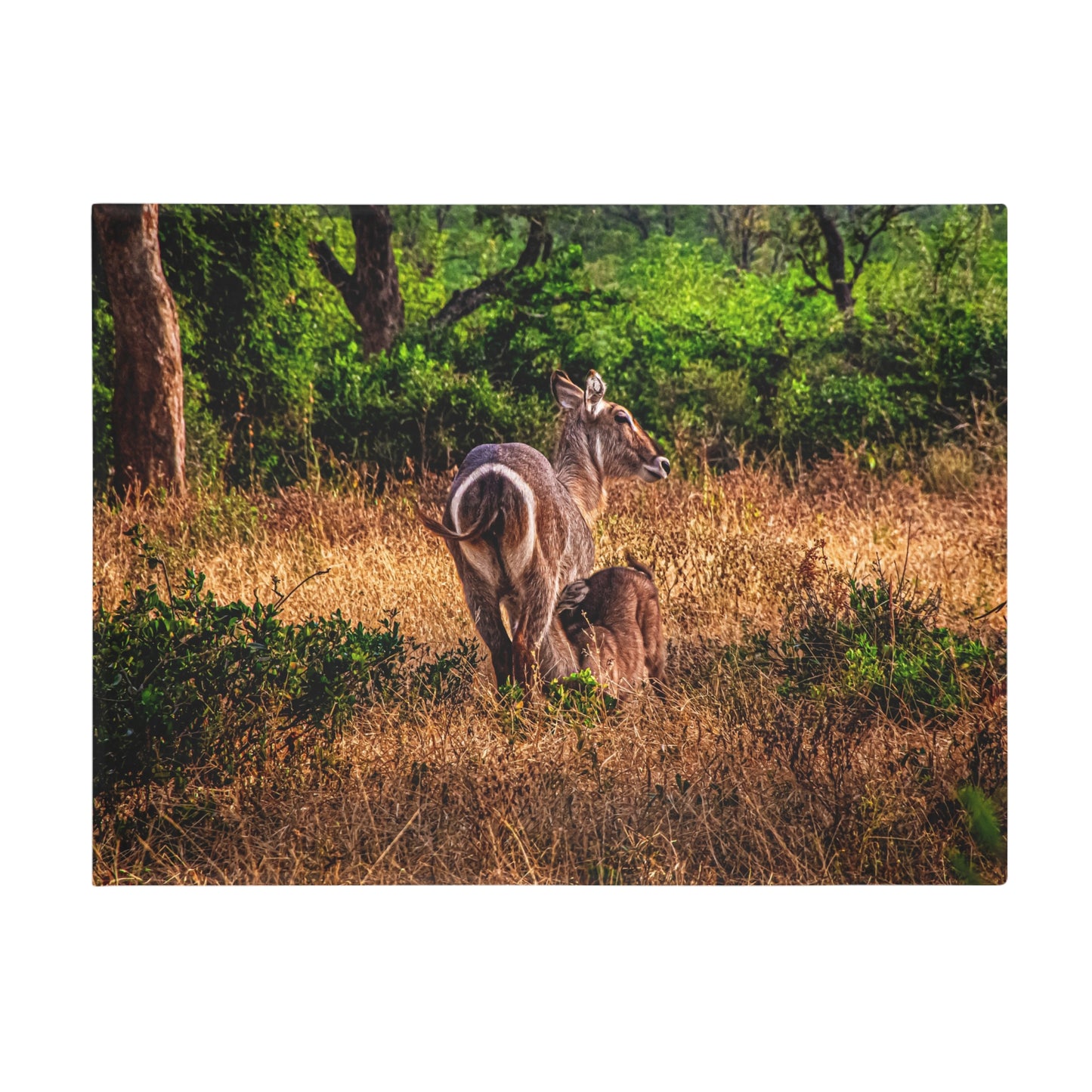 Waterbuck Plush Fleece Blanket 60" × 80"