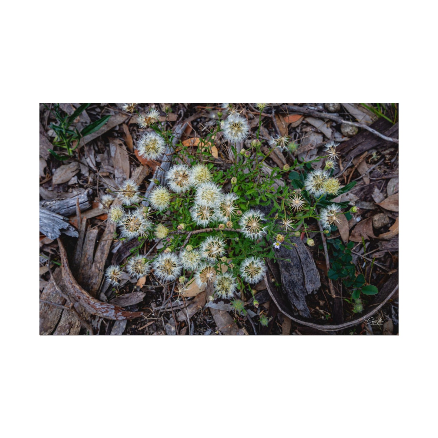 Rolled Posters - Australian Wildflowers