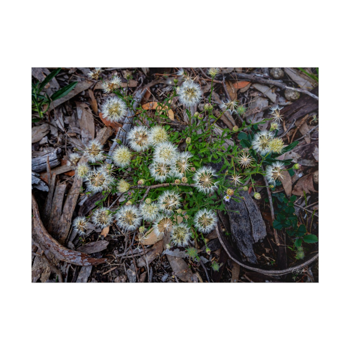 Rolled Posters - Australian Wildflowers