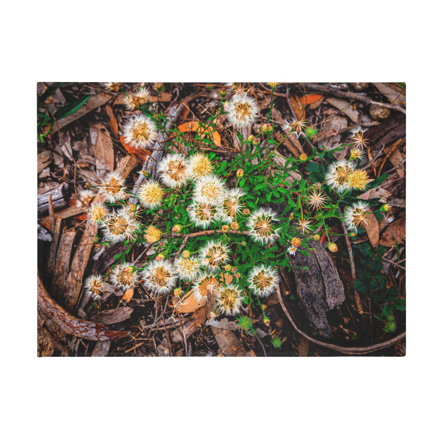 Australian Wildflower Blanket 60" × 80"