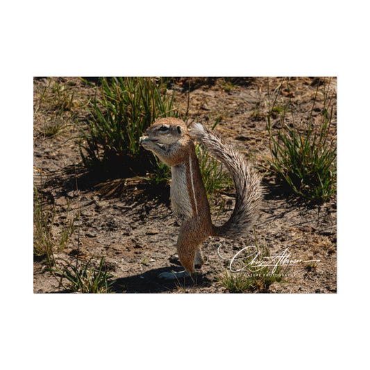 Rolled Posters - Ground Squirrel 7" x 5" (Horizontal) Fine Art
