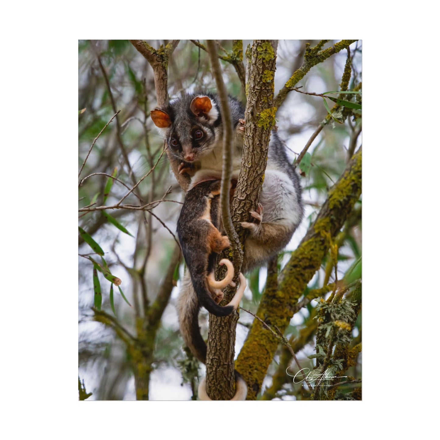 Rolled Posters - Possum and Joey 11″ x 14″ (Vertical) Fine Art