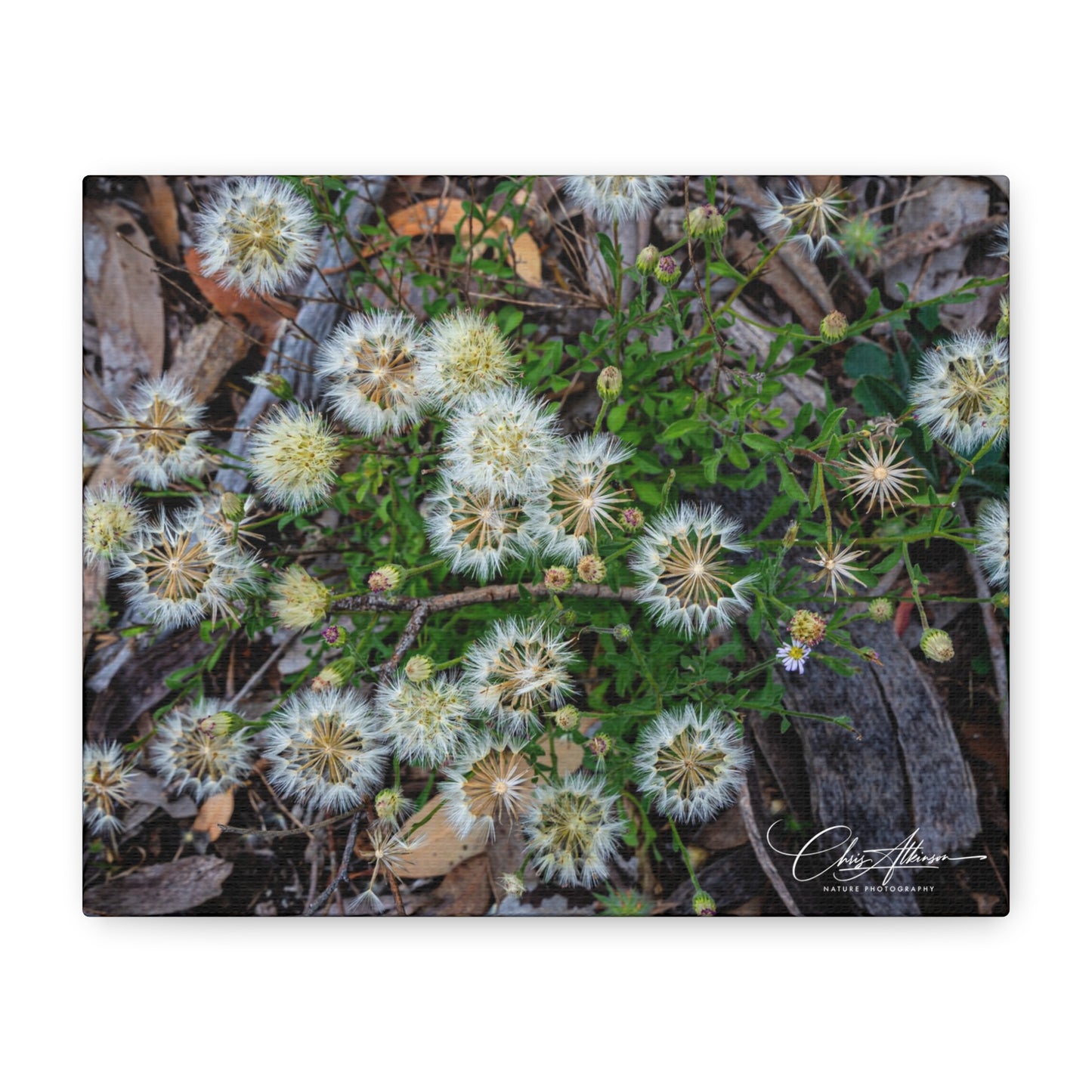 Matte Canvas, Stretched, 1.25" - Australian Wildflowers 10" x 8" (Horizontal) 1.25"