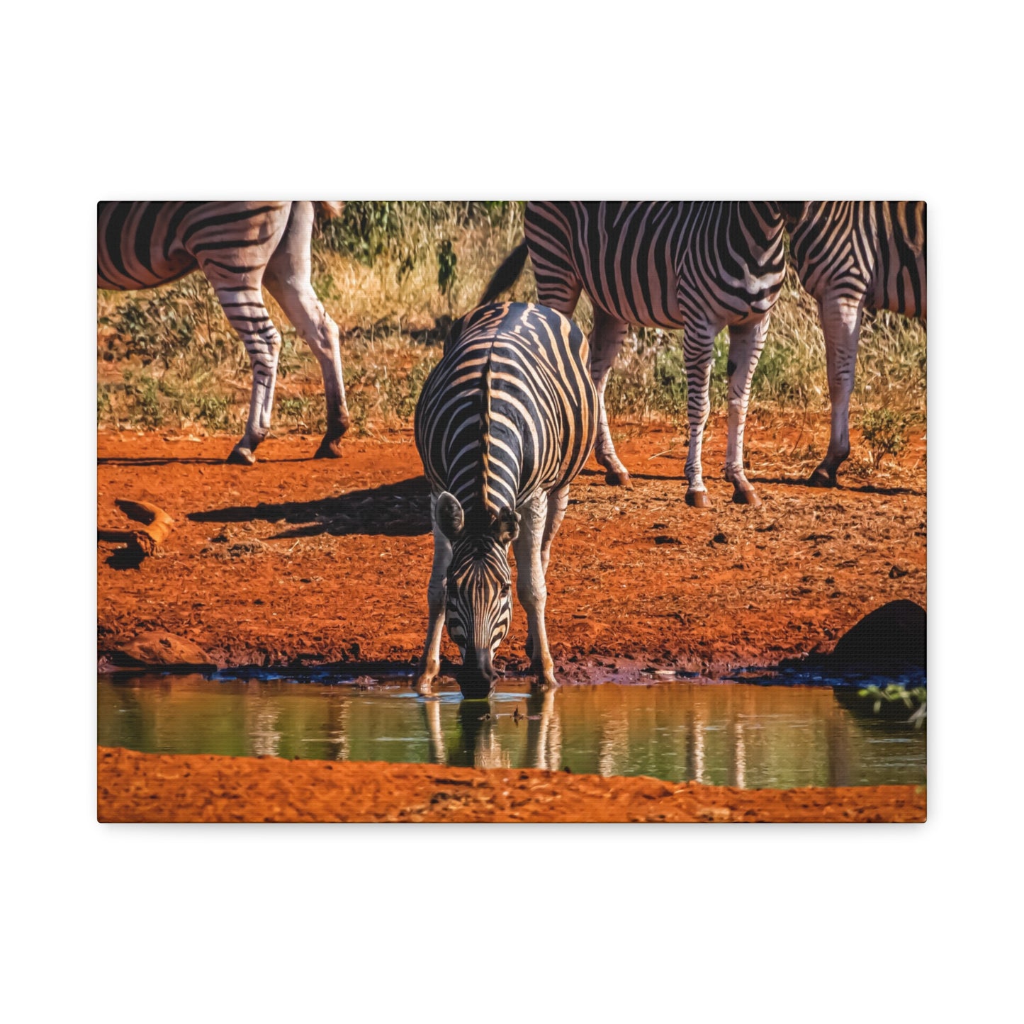 Zebra Nature Print Canvas Print 16″ x 12″ (Horizontal) 1.25"