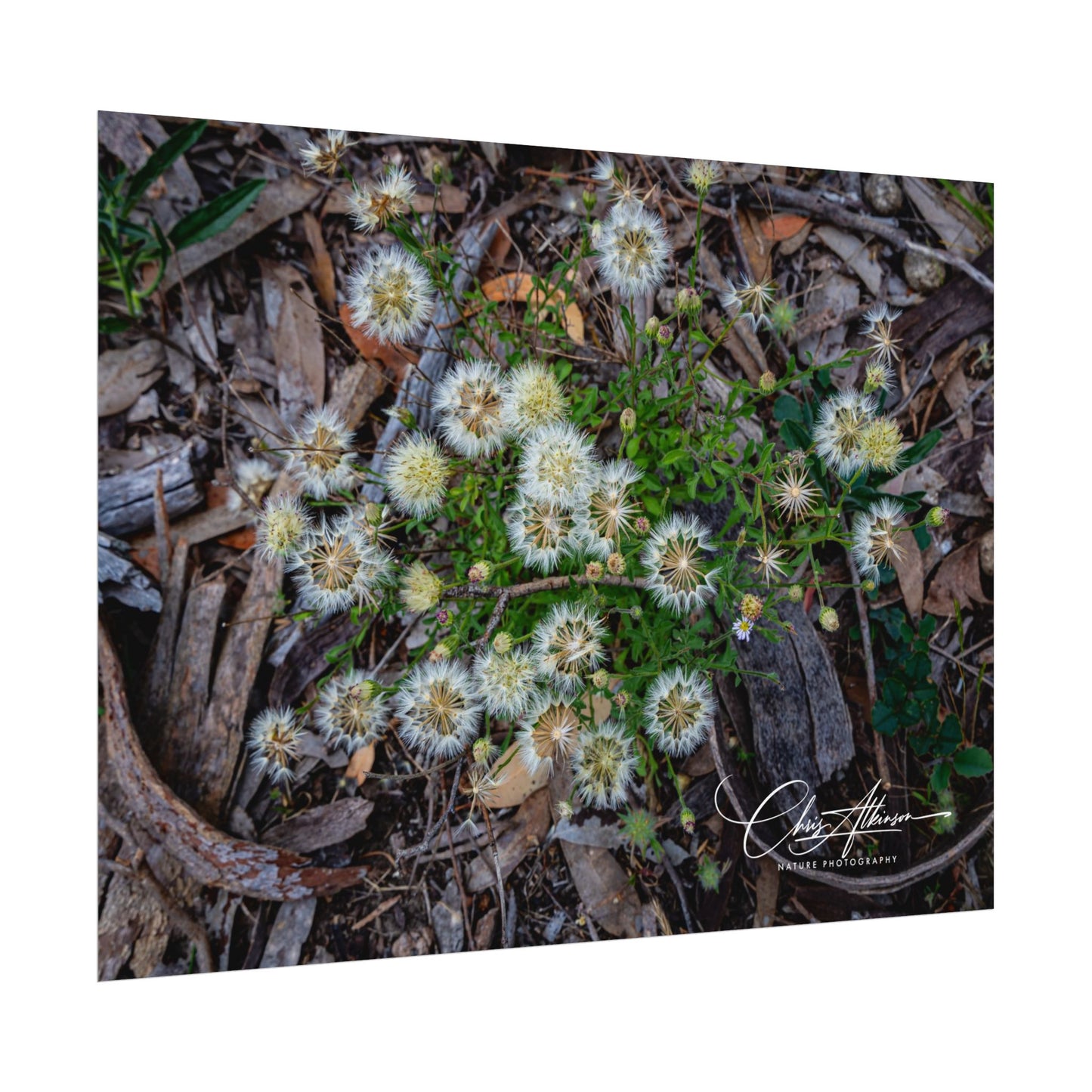 Rolled Posters - Australian Wildflowers