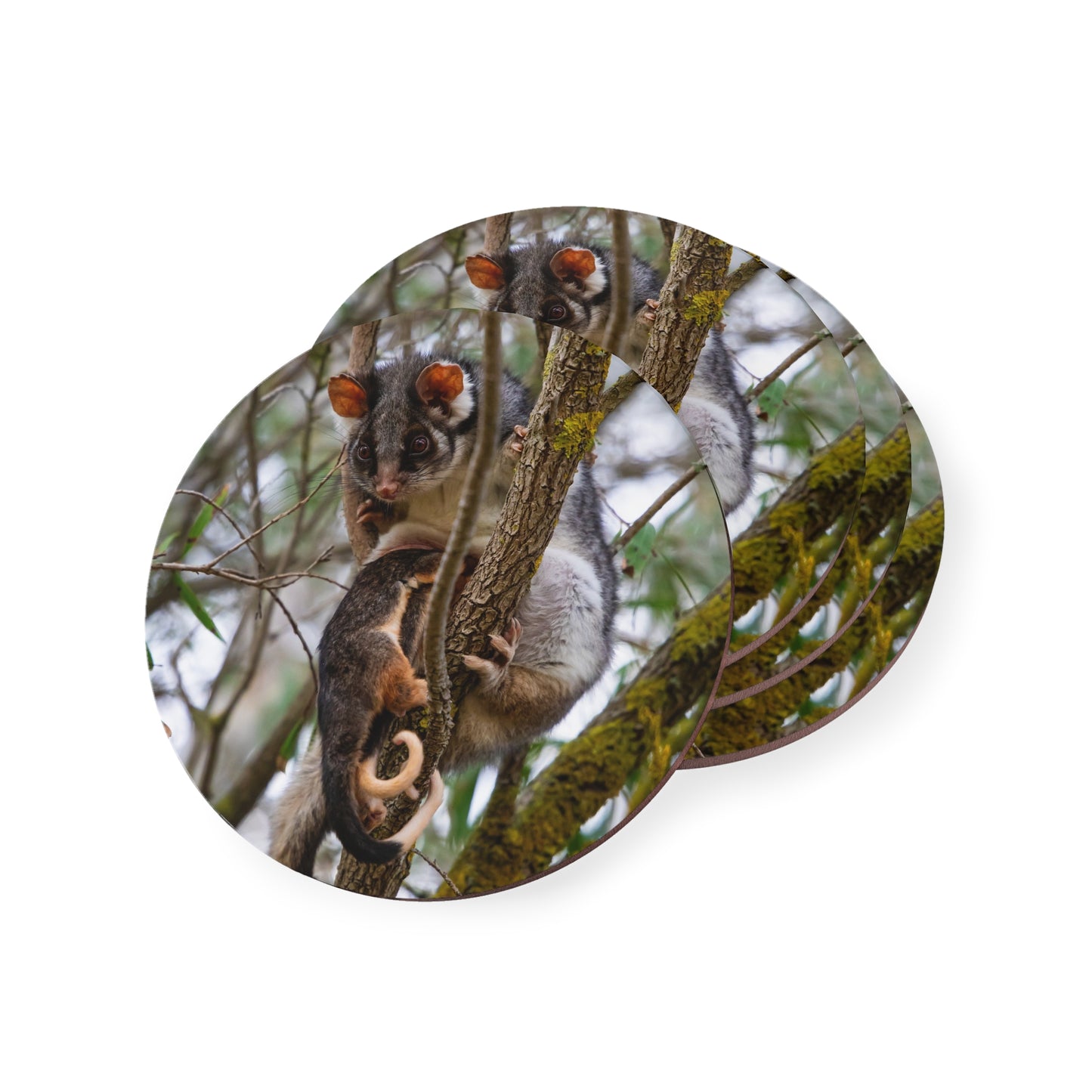 Ring-Tailed Possum Coasters Round 3.7" x 3.7" 4pcs